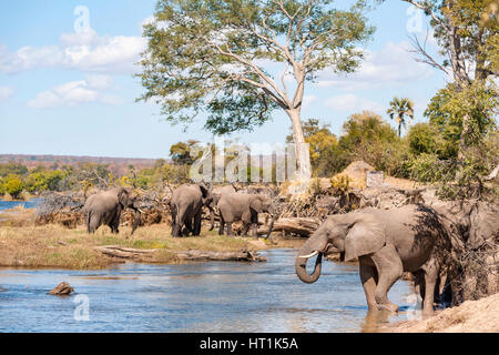 A herd of African Elephant seen drinking on the banks of the Zambezi River in Zimbabwe's Zambezi National Park.