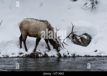 Majestic Bull elk (also known as Wapiti or Cervus canadens) grazing on the snow-covered bank of the Madison River in Yellowstone National park. Stock Photo