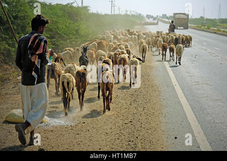 Goats and sheep being herded along the state highway near Bhuj in the Kutch district of Gujarat, India, a common site in the area Stock Photo