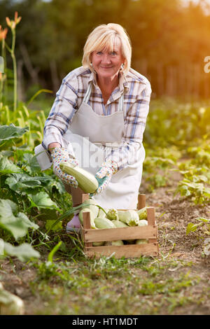 Older woman with organic produced zucchini in garden Stock Photo