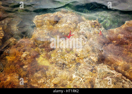 Red starfish in the water on French Riviera Stock Photo