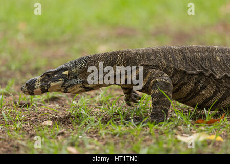 A close up photograph of a lace monitor or lace goanna (Varanus varius). It is a member of the monitor lizard family. Stock Photo