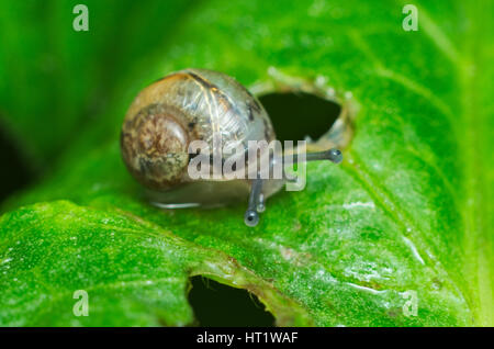 Little snail crawling on a green leaf after the rain Stock Photo