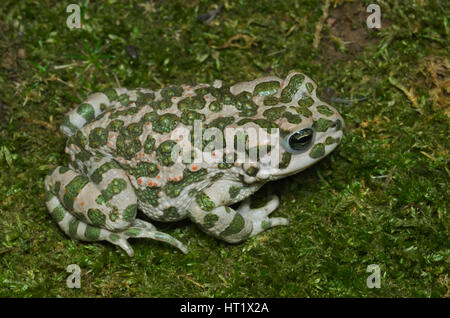 European green toad (Bufotes viridis) wandering on moss in an Italian forest Stock Photo