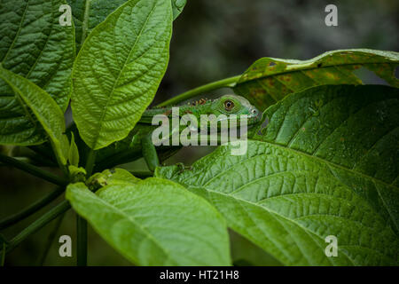 A juvenile Green Iguana,  Iguana iguana, hides in  leaves for protection in Costa Rica. Stock Photo