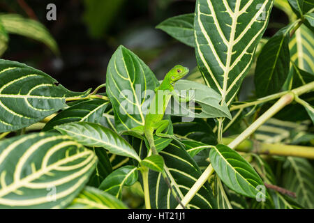 A juvenile Green Iguana,  Iguana iguana, hides in  leaves for protection in Costa Rica. Stock Photo