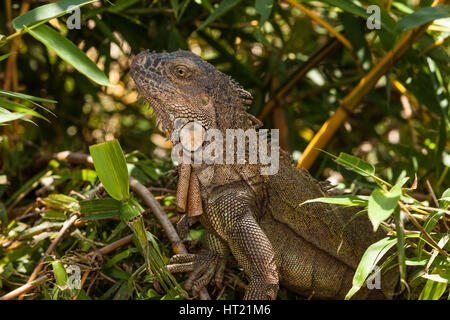 A large adult Green Iguana, Iguana iguana, in a tree in the rainforest in Costa Rica. Stock Photo