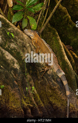 A large adult Green Iguana, Iguana iguana, on the buttresses of a bloodroot a tree in the rainforest in Tortuguero National Park, Costa Rica . Stock Photo
