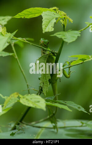 A juvenile Green Iguana,  Iguana iguana, hides in  leaves for protection in Costa Rica. Stock Photo