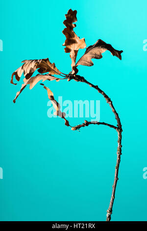 Studio shot of a dry Oak tree branch with leaves Stock Photo
