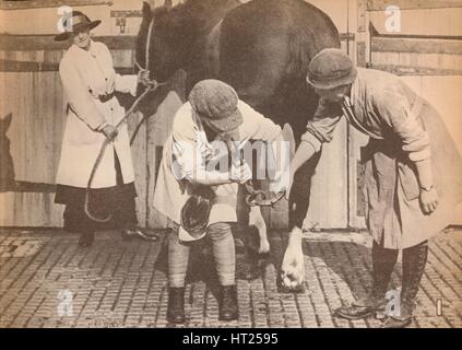 'Women as farriers in the horse hospital of a big firm of haulage contactors', c1916, (1935). Artist: Unknown. Stock Photo