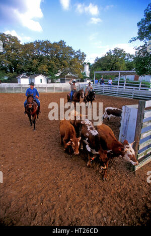 Three cowboys rounding up cattle in coral Stock Photo