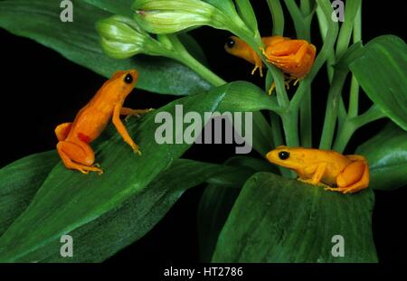 Golden Mantella Frog, mantella aurantiaca, Adults standing on Branch Stock Photo