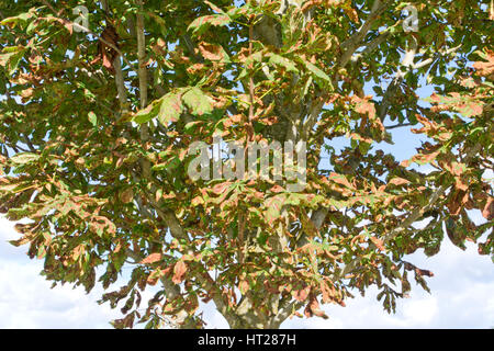 Leaf spot on horse chestnut leaves Stock Photo