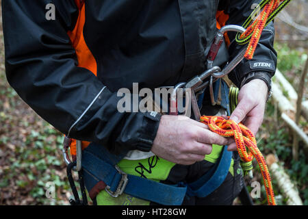 Lumberjack prepares to climb Oak Tree using ropes harnesses carabina and ppe using fingers to knot rope,Tree surgeon Tree climber, arborist. Stock Photo