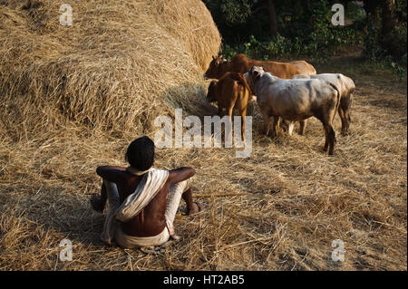 Desia Kondh woman monitoring the cattle ( India) Stock Photo