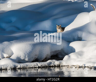 A bobcat (Lynx rufus) hunting for prey along the Madison River in Yellowstone National Park, WY, USA. Stock Photo