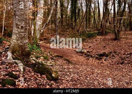 a view of La Fageda den Jorda, a forest of beech trees, in the Garrotxa Volcanic Zone Natural Park, in Olot, Spain Stock Photo
