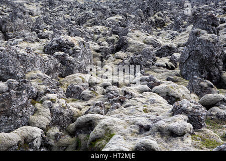 moss covering lava fields, Iceland Stock Photo