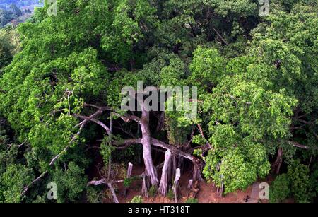 Air roots of a tree at a square in Ponta Delgada, São Miguel, Azores ...
