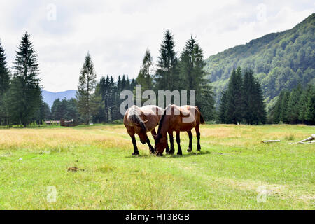 Beautiful horses in nature Stock Photo