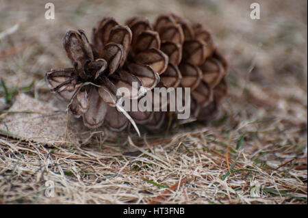 Pine Cone Laying on the Forest Floor Stock Photo