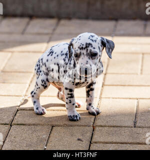 Dalmatian dog. Dalmatian puppy. Stock Photo