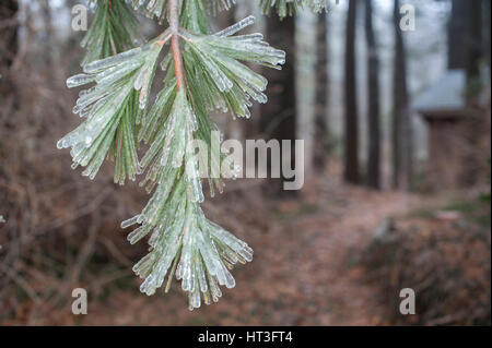 Pine Boughs Encased in Ice Stock Photo