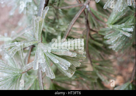Pine Boughs Encased in Ice Stock Photo