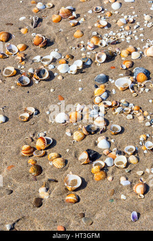 Sea shells scattered on sandy beach Stock Photo