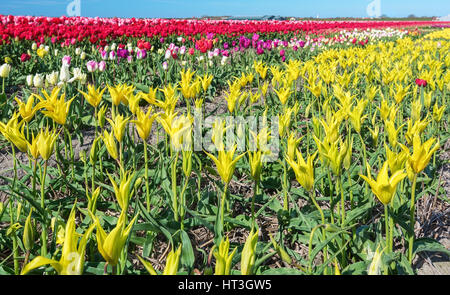 Field of yellow tulips in the Northern Province, Netherlands Stock Photo