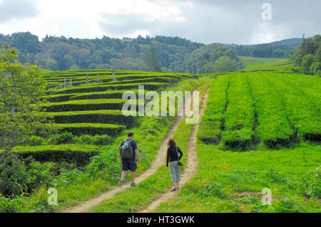 Visitors walking along farm track in Gorreana Chá tea plantation, Sao Miguel Island, Azores Stock Photo