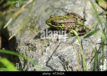 Green Frog Sunbathing on a Rock Stock Photo