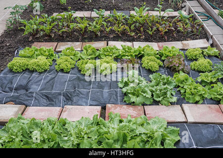 Allotments in a greenhouse in the Netherlands Stock Photo