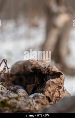 Splinter of a log isolated on a white background Stock Photo - Alamy
