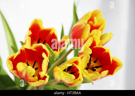 five red tulips Tulipa with yellow stripes on a white background Stock Photo