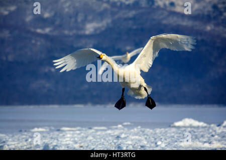Whooper swans (Cygnus cygnus) in Lake Kussharo, Hokkaido, Japan Stock Photo