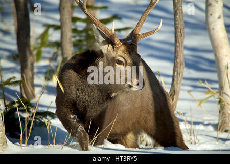 Male Yezo sika deer (Cervus nippon yesoensis) in Shiretoko National Park, Hokkaido, Japan Stock Photo