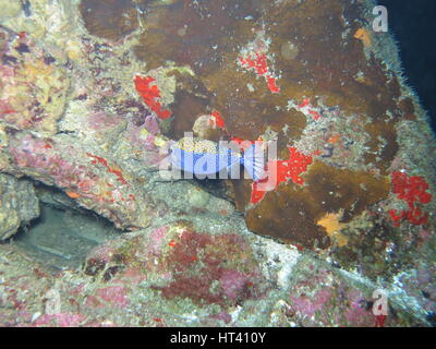 Male white-spotted Boxfish  (Ostracion meleagris) Stock Photo