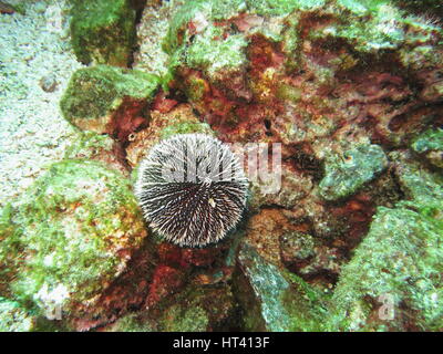 white sea urchin ( Tripneustes depressus ) Stock Photo