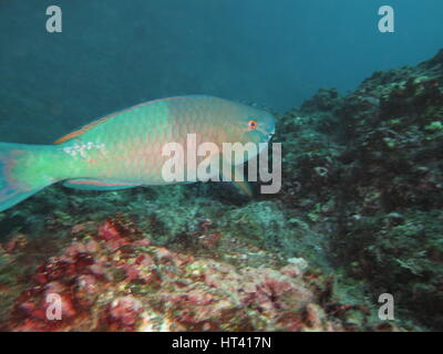 Male ember parrotfish (Scarus rubroviolaceus) swimming over rocks at Cocos island Stock Photo
