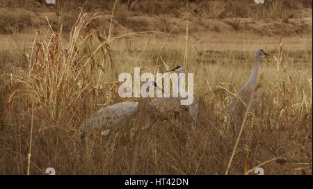 sandhill cranes in new mexico desert Stock Photo