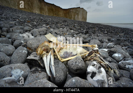 Dead gannet, sea bird, washed up on a pebble beach in Sussex, UK Stock Photo