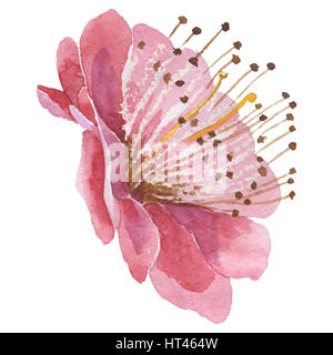 Wildflower Sakura Flower In A Watercolor Style Isolated. Full Name Of 