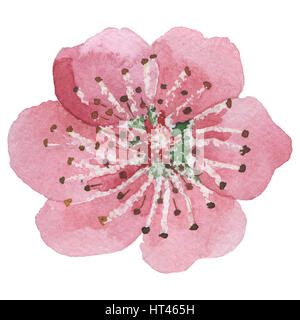 Wildflower Sakura Flower In A Watercolor Style Isolated. Full Name Of 