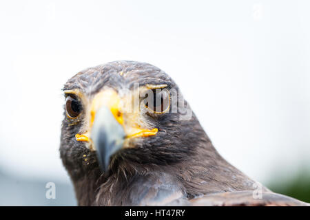 Close up photo of a Harris's hawk (parabuteo unicinctus) Stock Photo