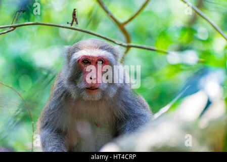 Portrait of a Formosan macaque in the wild Stock Photo