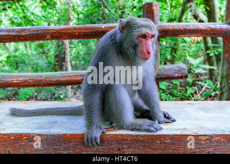 Macaque sitting on a bench in the forest of monkey mountain in Taiwan Stock Photo