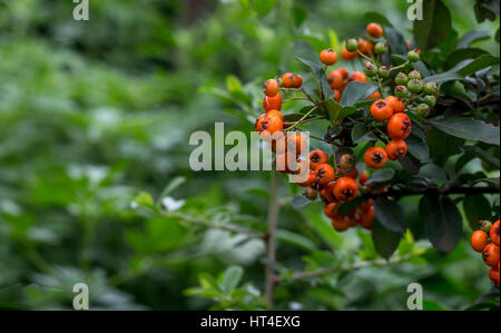 Close up of pyracantha berries on a branch Stock Photo