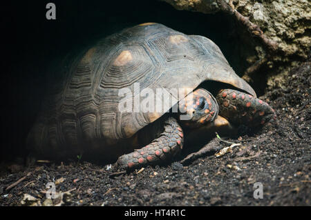 Red footed tortoise. The turtle is about to climb out of his cave Stock Photo